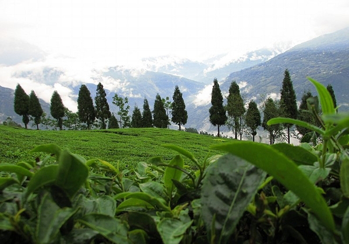 Yangyang -South Sikkim